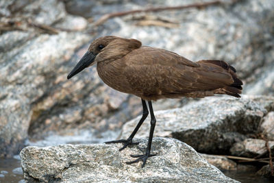 Hamerkop stands on pale rocks in profile