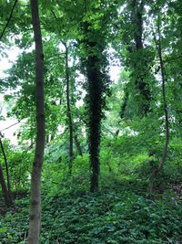 Trees in forest