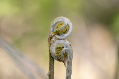 Close-up of a fern