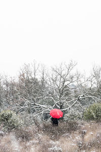 Red berries on snow covered land against sky