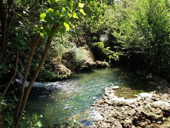 River amidst trees in forest