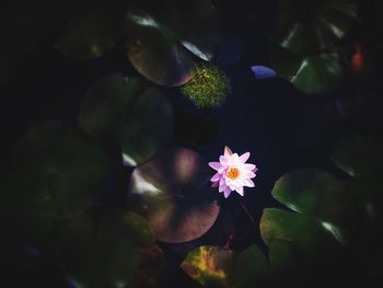 Close-up of purple flowering plant