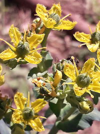 Close-up of yellow flowering plant