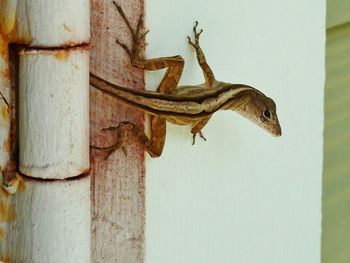 Close-up of lizard