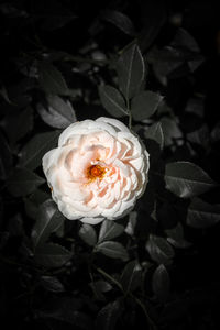 Close-up of rose bouquet