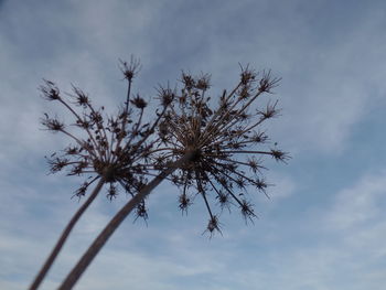 Low angle view of flowering plant against sky