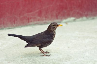 Close-up of bird perching on footpath