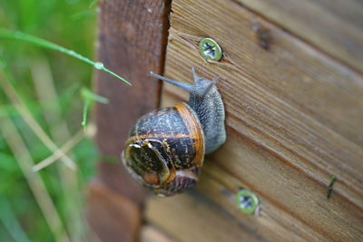 Close-up of snail on wood