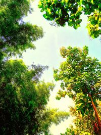 Low angle view of trees against sky
