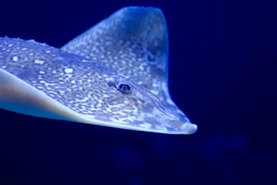 Close-up of fish in aquarium