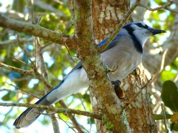 Low angle view of bird perching on tree