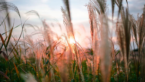 Close-up of stalks in field against sky