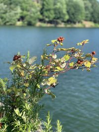 Close-up of flowering plant against lake