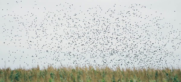 Flock of birds flying against clear sky