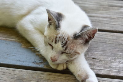 Close-up of cat sleeping on wooden table