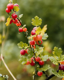 Close-up of red flowering plant