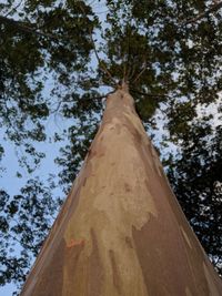 Low angle view of trees against sky