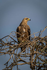 Tawny eagle