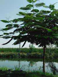 Scenic view of palm trees by lake against sky