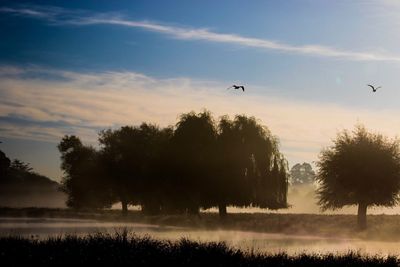 Birds flying over trees against sky during sunset