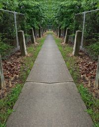 Footpath amidst trees