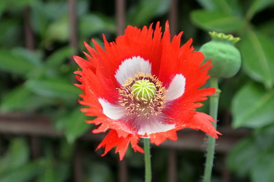 Close-up of red flower