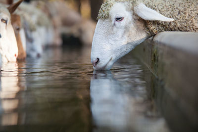 Close-up of sheeps drinking water at ranch
