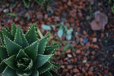 Close-up of cactus