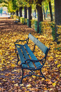 Empty bench in park during autumn