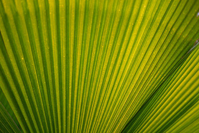 Green palm leaf texture for wallpaper and background. texture background. macrophotography. close up