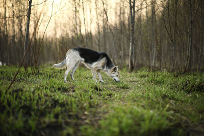 Dog in a field