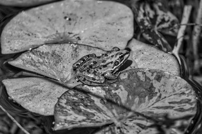 Close-up of frog on leaf