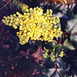 Close-up of yellow flowers