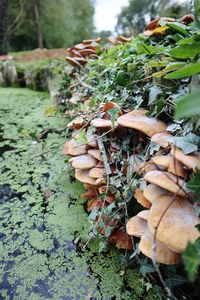 Close-up of mushrooms growing on land