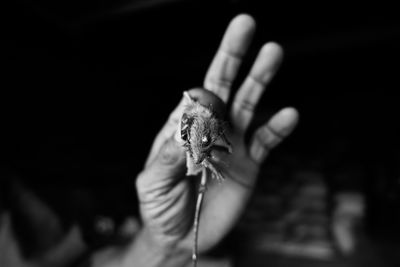 Close-up of hand holding mouse