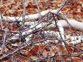 Close-up of frozen branches during winter