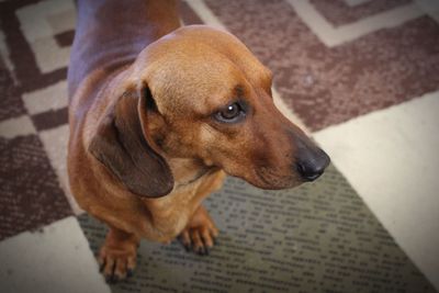 Portrait of a dog