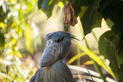 African shoebill stork balaeniceps rex is found in africa in swamps from sudan to zambia.