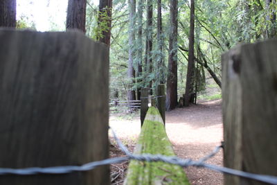 Close-up of trees growing in forest