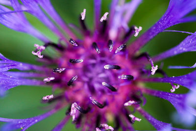 Close-up of raindrops on purple flowering plant