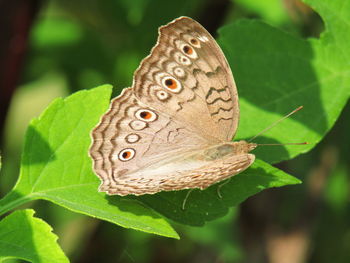 Close-up of butterfly on leaves