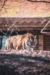 Cat in a zoo