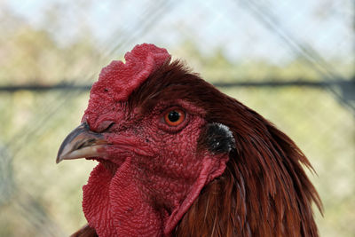 Close-up of rooster