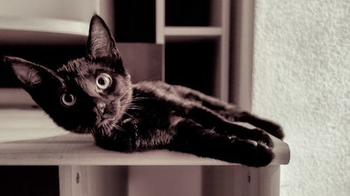 Close-up portrait of cat looking at camera