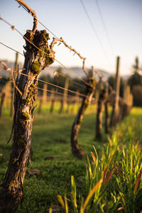 Close-up of vineyard