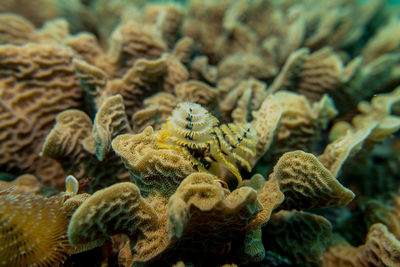 Christmas tree worm spirobranchus giganteus