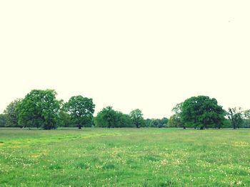 Scenic view of grassy field against sky