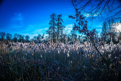 Plants growing on land against blue sky