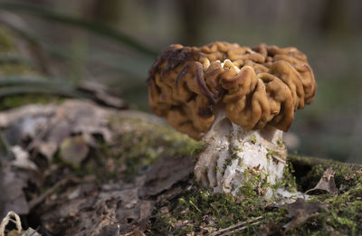 Spring mushroom growing in the forest on a mossy tree