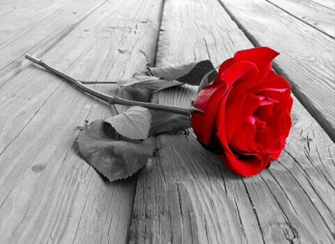 wood - material, wooden, red, high angle view, plank, wood, table, still life, close-up, flower, no people, boardwalk, indoors, directly above, day, petal, hardwood floor, bench, freshness